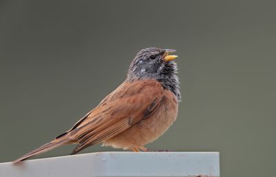 house bunting (Emberiza sahari)