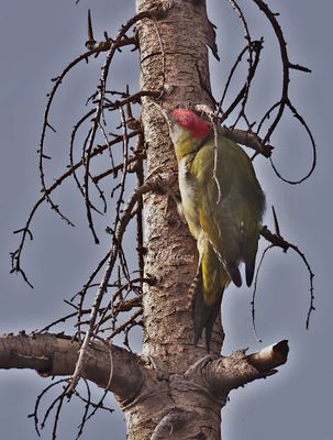 Levaillant's green woodpecker (Picus vaillantii)
