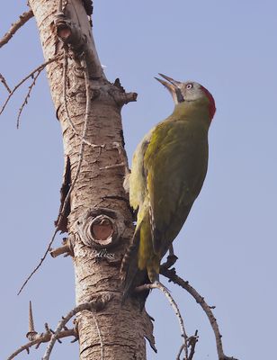 Levaillant's green woodpecker