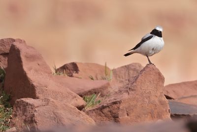 Atlas wheatear (Oenanthe seebohmi)