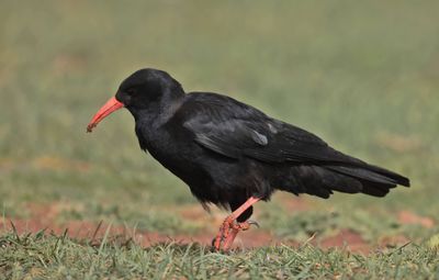 Red-billed Chough (Pyrrhocorax pyrrhocorax)