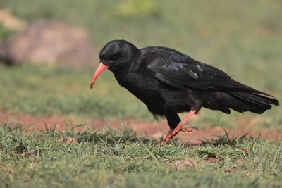 Red-billed Chough (Pyrrhocorax pyrrhocorax)