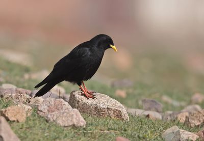 Alpine Chough (Pyrrhocorax graculus)