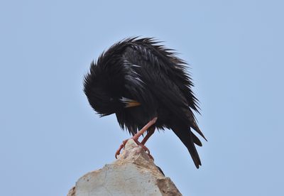 spotless starling (Sturnus unicolor)