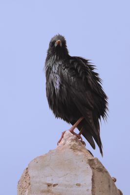 spotless starling (Sturnus unicolor)