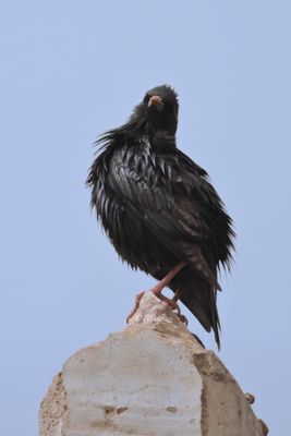 spotless starling (Sturnus unicolor)