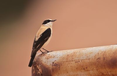 western black-eared wheatear (Oenanthe hispanica)