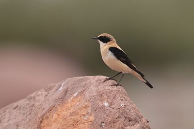 western black-eared wheatear (Oenanthe hispanica)