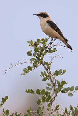 western black-eared wheatear (Oenanthe hispanica)