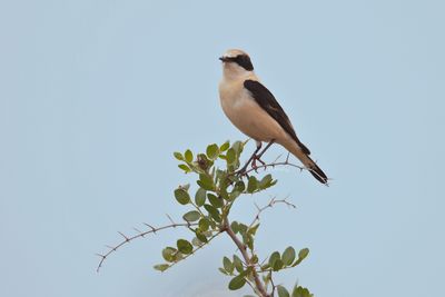 western black-eared wheatear (Oenanthe hispanica)