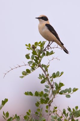 western black-eared wheatear (Oenanthe hispanica)