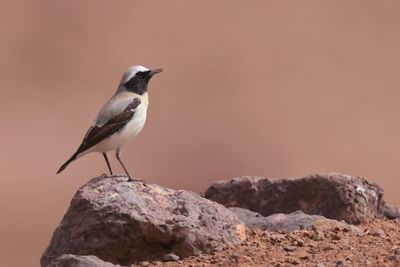 Atlas wheatear (Oenanthe seebohmi)