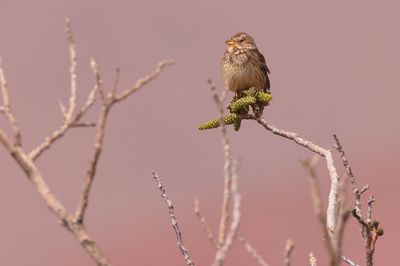 corn bunting (Emberiza calandra)