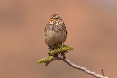 corn bunting (Emberiza calandra)