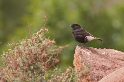 Black wheatear