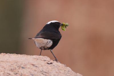  White-crowned Wheatear (Oenanthe leucopyga)