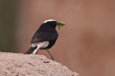  White-crowned Wheatear (Oenanthe leucopyga)