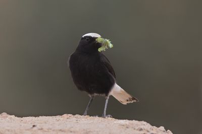  White-crowned Wheatear (Oenanthe leucopyga)