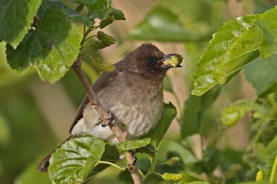 Common bulbul (Pycnonotus barbatus) 