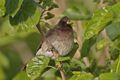 Common bulbul (Pycnonotus barbatus) 