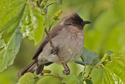 Common bulbul (Pycnonotus barbatus) 