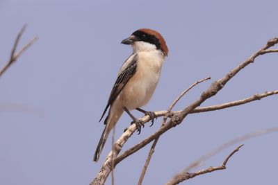 Woodchat Shrike (Lanius senator)