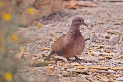 Laughing Dove (Spilopelia senegalensis) 