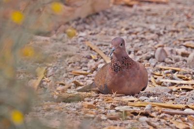 Laughing Dove (Spilopelia senegalensis) 