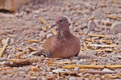 Laughing Dove (Spilopelia senegalensis) 