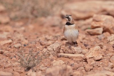 Temminck's Lark (Eremophila bilopha)