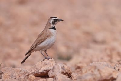 Temminck's Lark (Eremophila bilopha)