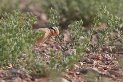 Cream-coloured courser