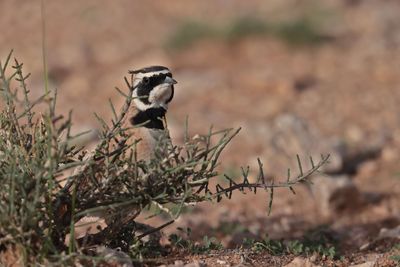 Temminck's Lark (Eremophila bilopha)