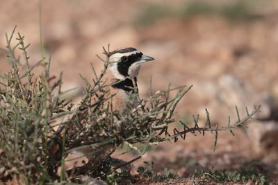 Temminck's Lark (Eremophila bilopha)