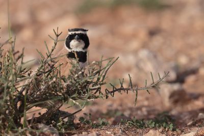 Temminck's Lark (Eremophila bilopha)