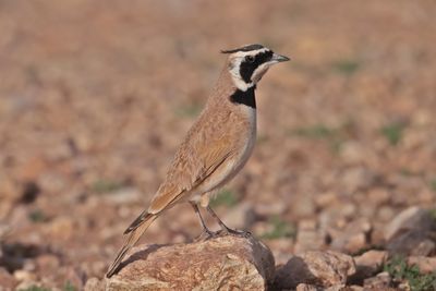 Temminck's Lark (Eremophila bilopha)