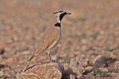 Temminck's Lark (Eremophila bilopha)