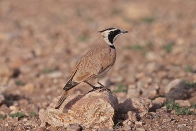 Temminck's Lark (Eremophila bilopha)