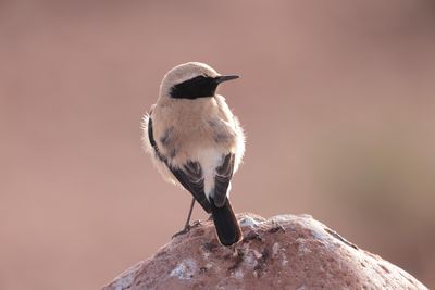 desert wheatear (Oenanthe deserti)