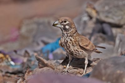 thick-billed lark (Ramphocoris clotbey)