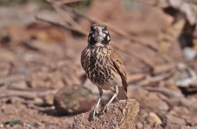 thick-billed lark (Ramphocoris clotbey)