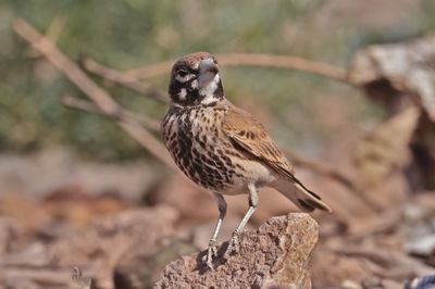 thick-billed lark (Ramphocoris clotbey)