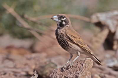 thick-billed lark (Ramphocoris clotbey)