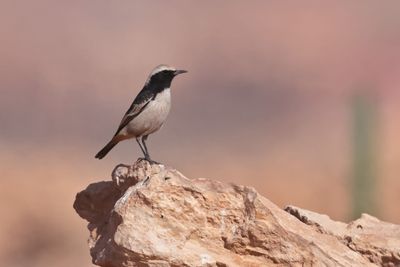 Red-rumped Wheatear (Oenanthe moesta)