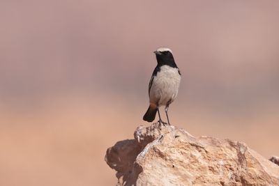 Red-rumped Wheatear (Oenanthe moesta)