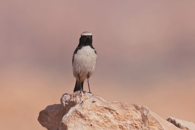 Red-rumped Wheatear (Oenanthe moesta)