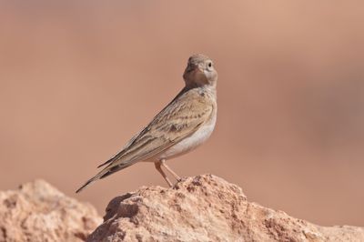 Short-Toed Lark (Calandrella brachydactyla)