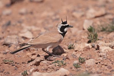 Temminck's Lark (Eremophila bilopha)