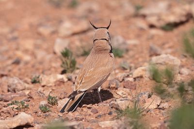 Temminck's Lark (Eremophila bilopha)