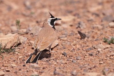 Temminck's Lark (Eremophila bilopha)